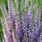 1 Live Potted Plant Sun Veronica Bicolor Explosion Spicata Speedwell Plant 2.5" Pot