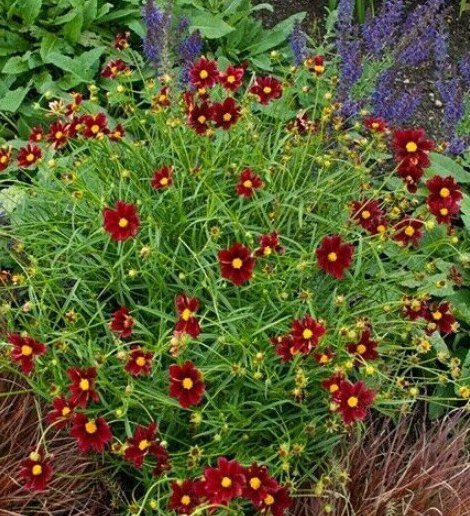 1 Live Potted Plant Sun Coreopsis Mercury Rising Tickseed Wine-Red Plant 2.5" Pot