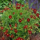 1 Live Potted Plant Sun Coreopsis Mercury Rising Tickseed Wine-Red Plant 2.5" Pot