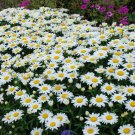 1 Live Potted Plant Chrysanthemum Snowcap Mum Leucanthemum Shasta Plant 2.5" Pot