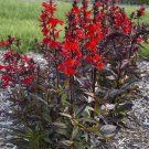 1 Live Potted Plant Sun Lobelia Starship Scarlet Bronze Native Bee Plant 2.5" Pot