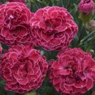 1 Live Potted Plant Sun Dianthus Raspberry Ruffles Pinks Fragrant Plant 2.5" Pot