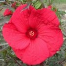 1 Live Potted Plant Bush Hibiscus Fireball Big Red Flower Hardy Plant 2.5" Pot