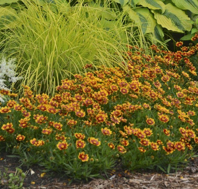 1 Live Potted Plant Sun Coreopsis Daybreak Tickseed Nonstop Flowers Plant 2.5" Pot