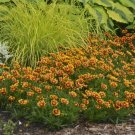 1 Live Potted Plant Sun Coreopsis Daybreak Tickseed Nonstop Flowers Plant 2.5" Pot