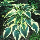 1 Live Potted Plant Hosta Fantabulous Large Big Unique Plant 2.5" Pot