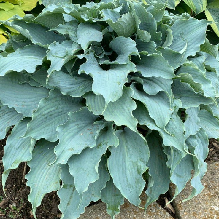 1 Live Potted Plant Hosta Dancing With Dragons Plant 2.5" Pot