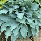 1 Live Potted Plant Hosta Dancing With Dragons Plant 2.5" Pot