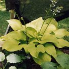 1 Live Potted Plant Hosta Key West Large Yellow Gold Big Plant 2.5" Pot
