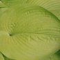 1 Live Potted Plant Hosta Key West Large Yellow Gold Big Plant 2.5" Pot