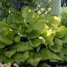 1 Live Potted Plant Hosta Sum & Substance Large Big Gold Plant 2.5" Pot