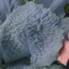 1 Live Potted Plant Hosta Diamond Lake Medium Wavy Blue Plant 2.5" Pot