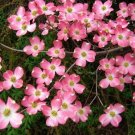 2 1/2 Pot 1 Plant Live Pink Dogwood tree 6" Tall