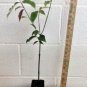 2 1/2 Pot 1 Plant Live Pink Dogwood tree 6" Tall