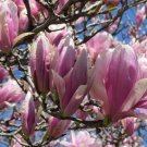 2 1/2” Pot 1 Plant Live Dogwood Jane Magnolia Shrub/Tree 8"