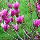 2 1/2" Pot 1 Plant Live Ann Magnolia Shrub/Tree 6"