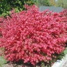 4" Pot 1 Plant Live Dwarf Burning Bush plant Hardy Shrub (Euonymus Alatus) 6"