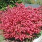 4" Pot 1 Plant Live Dwarf Burning Bush plant Hardy Shrub (Euonymus Alatus) 6"