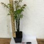 4" Pot 1 Plant Live Dwarf Burning Bush plant Hardy Shrub (Euonymus Alatus) 6"