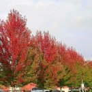 Quart Pot 1 Plant Live Autumn Blaze Maple 1-2 Feet Tall