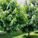 Qt Pot 1 Plant Live Paw Paw Indian Banana 6"