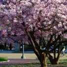 2 1/2" Pot 1 Plant Live Saucer Magnolia Soulangeana 6"
