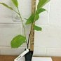 2 1/2" Pot 1 Plant Live Saucer Magnolia Soulangeana 6"