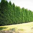 2 1/2" Pot 1 Plant Live Leyland Cypress Tree 6"