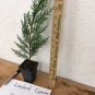 2 1/2" Pot 1 Plant Live Leyland Cypress Tree 6"