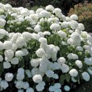 4"Pot 1 Plant Live Old Fashion Snowball Viburnum Viburnum Opulus Roseum 6"