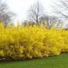 4" Pot 1 Plant Live Forsythia Lynwood Gold-"Golden Bells" (Forsythia Xintermedia 'Lynwood')  6"