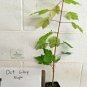 Quart Pot 1 Plant Live October Glory Maple 1-2 Feet Tall