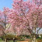 1 Gallon Pot 1 Plant Live Saucer Magnolia Soulangeana 6"