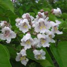 Qt. Pot 1 Plant Live Catalpa Tree 12"