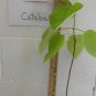 Qt. Pot 1 Plant Live Catalpa Tree 12"