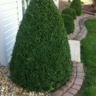Qt Pot 1 Plant Live Green Mountain Boxwood 6"