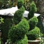 Qt Pot 1 Plant Live Green Mountain Boxwood 6"