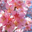 3" Pot 2 Plant Live Okame Flowering Cherry Tree 6"
