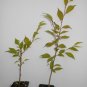3" Pot 2 Plant Live Okame Flowering Cherry Tree 6"