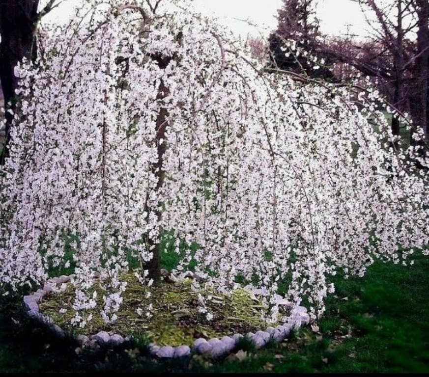 2.5" Pot 2 Plant Live Weeping Cherry Tree 6" Tall We do not ship this item to CALIFORNIA