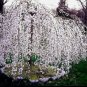 2.5" Pot 2 Plant Live Weeping Cherry Tree 6" Tall We do not ship this item to CALIFORNIA