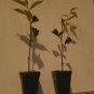 2.5" Pot 2 Plant Live Weeping Cherry Tree 6" Tall We do not ship this item to CALIFORNIA