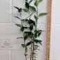 Quart Pot 1 Plant Live River Birch Multi-Stem Clump Tree (Betulanigra) 12"