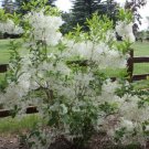 Quart Pot 1 Plant Live White Fringe Tree 6"