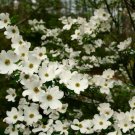 4" Pot 1 Plant Live White Dogwood (Cornus-Florida) 6"