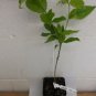 4" Pot 1 Plant Live White Dogwood (Cornus-Florida) 6"