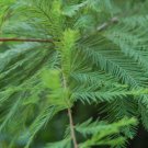Quart Pot 1 Plant Live Bald Cypress Tree (Taxodiun Distichun) 18"