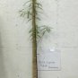 Quart Pot 1 Plant Live Bald Cypress Tree (Taxodiun Distichun) 18"
