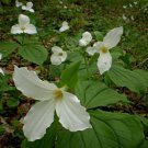 20 Bulbs White Trillium, Flower Blub White Trillium