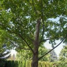 Quart Pot 1 Plant Live American Sycamore, Platanus occidentalis 10" We do not ship to AZ